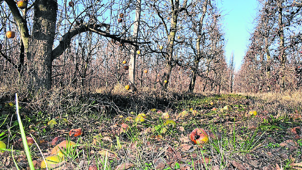 Manzanas y Peras podridas. Río Negro